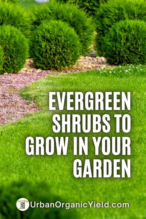 Add Some Life To Your Landscape With Evergreen Shrubs Evergreen