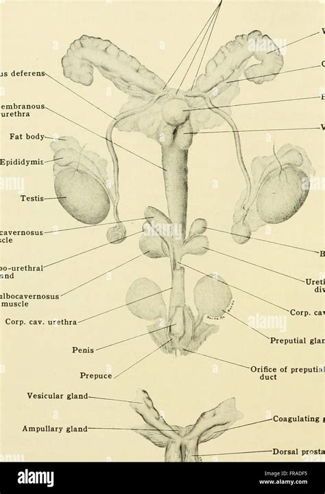 Biology of the laboratory mouse (1941 Stock Photo - Alamy