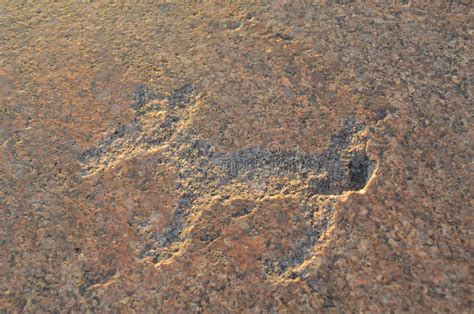 Ancient Petroglyphs Carved on the Stones of Onega Lake in Karelia Stock ...