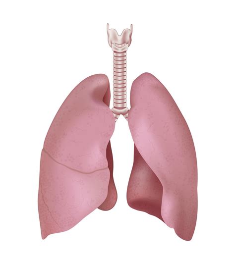 Realistic human lung anatomy structure. Right and left lung with