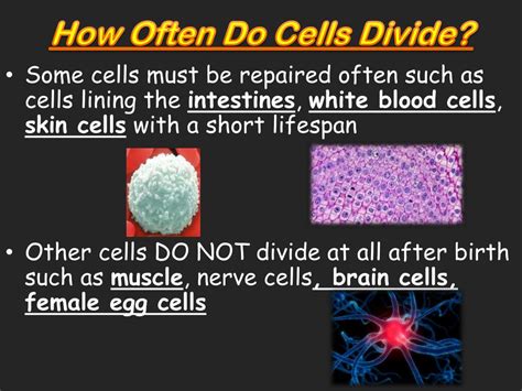 Ppt The Cell Cycle And Cellular Division Powerpoint Presentation Id