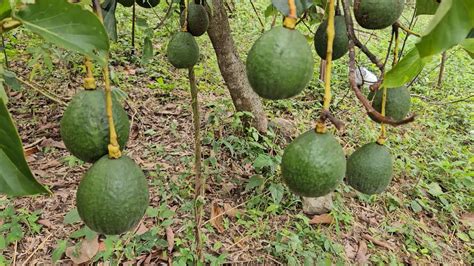 Ya No Esperes A Os Para Tener Aguacate Haz Que Tengan Fruto En