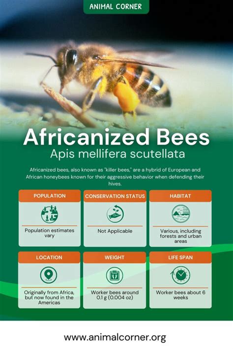 Africanized Bees - Facts, Information & Pictures