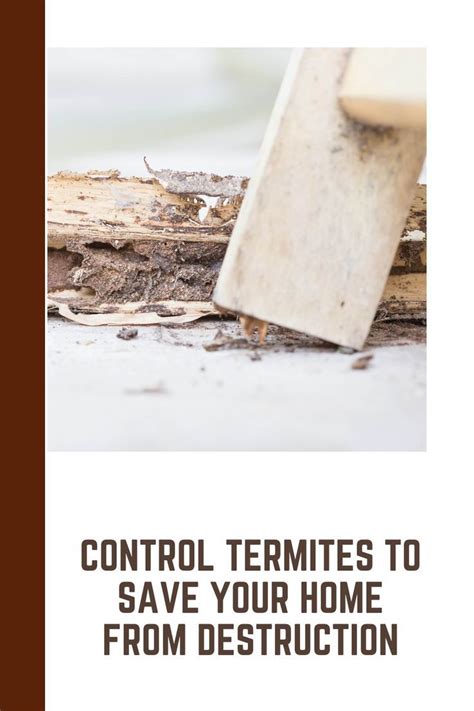 how to destroy termites in home
