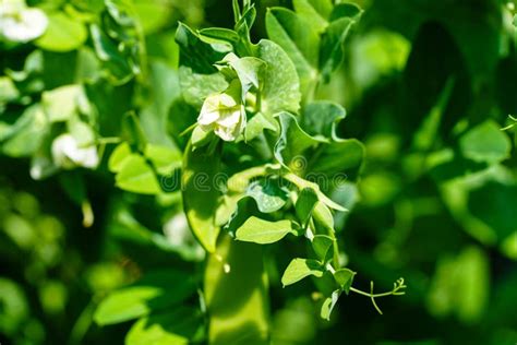 Peas Pisum Sativum Stock Photo Image Of Growth Green 250602562