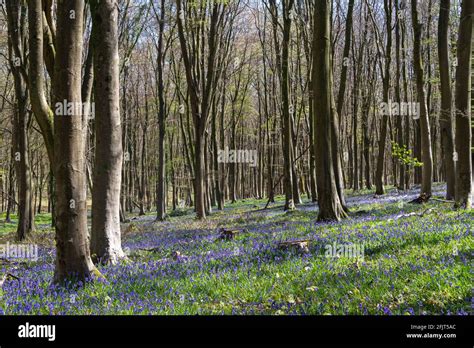 Bluebell Wood In Rural Sussex United Kingdom Stock Photo Alamy