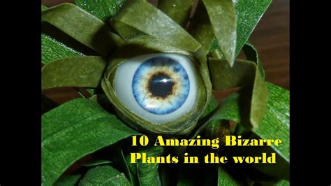 10 Amazing Bizarre Plants In The World World S Most Strangest Plants Youtube