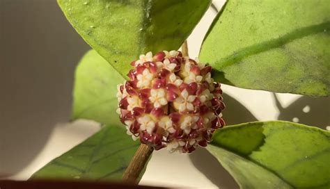 Hoya Callistophylla Hoja Rosn Ca Ro Lina Kwiat Doniczkowy Sadzonka