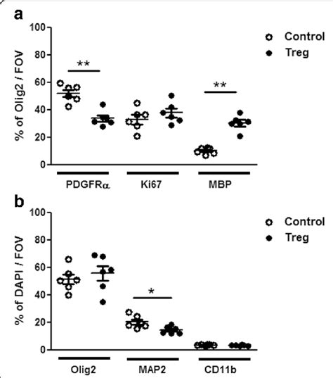 Treg Enhance Opc Differentiation And Reduce Neuronal Percentages In