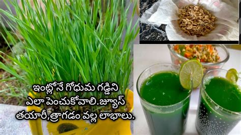 Wheatgrass Health Benefits In Teluguhow To Grow Wheatgrass Easily At