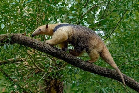 Tamandua Del Sur Tamandua Tetradactyla En Brasil Selva Tropical Animal