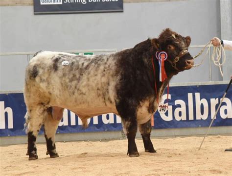 Young Shorthorn breeders steal the show at Stirling – Beef Shorthorn ...