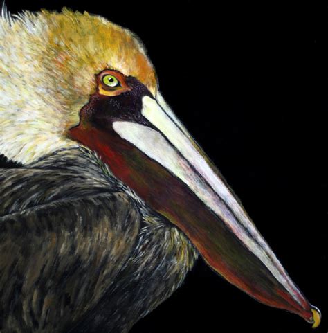 Brown Pelican Painting 85 X 11 Print From Original Etsy