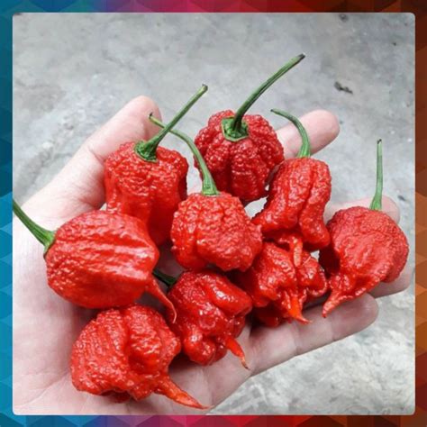 Jual Benih Biji Cabai Carolina Reaper Red Cabai Hias Cabe