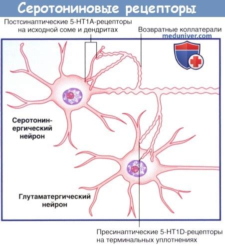 Нейромедиаторы - биогенные амины: серотонин