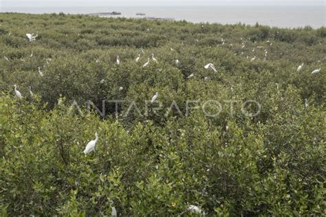 MANGROVE KARAWANG HABITAT BANGAU | ANTARA Foto