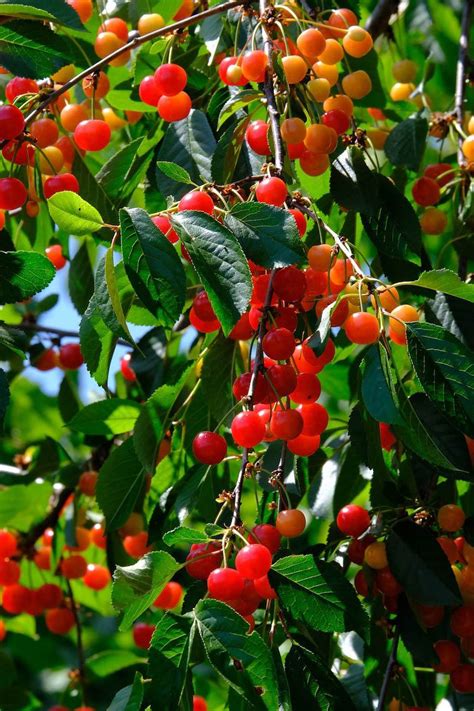 Fruit Trees - Fruit Trees for Redding - Wyntour Gardens