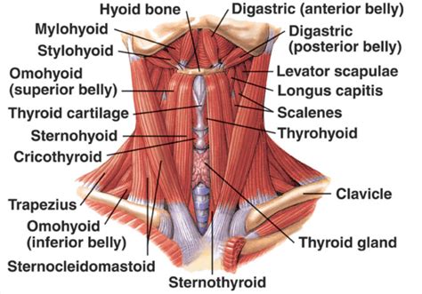 Anatomy Of Human Hyoid Bone And Muscles, Anterior, 50% OFF