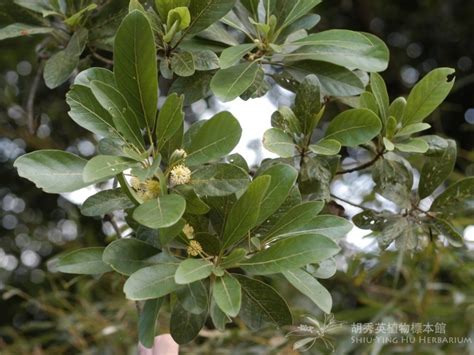 Litsea glutinosa Lour C B Rob 潺槁树 潺槁树 Shiu Ying Hu Herbarium