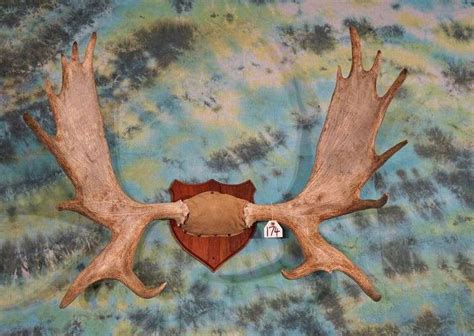 Canadian Moose Antlers on Panel Taxidermy - Leap Auctions, LLC