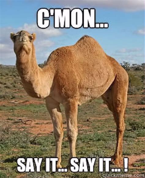 17 Hilarious Hump Day Memes To Help You Get To The Weekend HD Phone