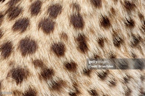 Cheetah Fur Texture Close Up High Res Stock Photo Getty Images