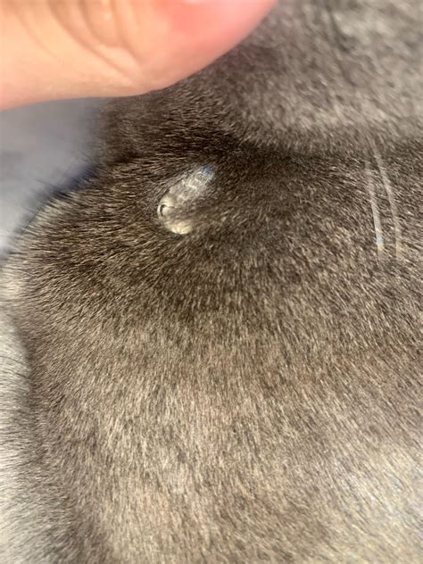 Cat has a lump/tumor? : r/vet