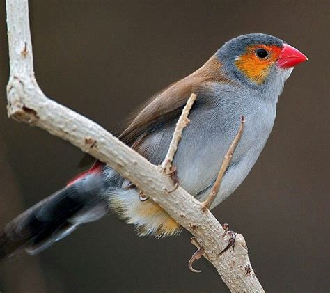 Orange Cheek Waxbill Finch | Pet birds, Animal wallpaper, Animals