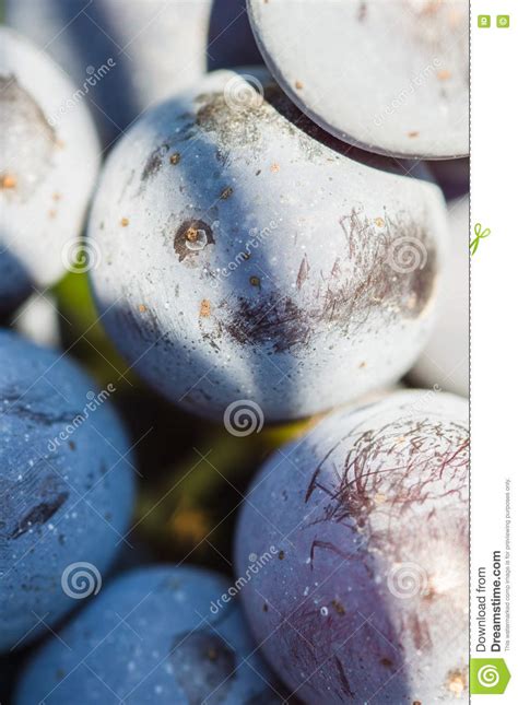 Grupos Das Uvas Do Vinho Tinto Que Penduram No Vinho Imagem De Stock