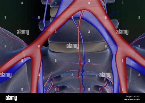 Los Vasos Sangu Neos De La Pelvis Fotograf A De Stock Alamy