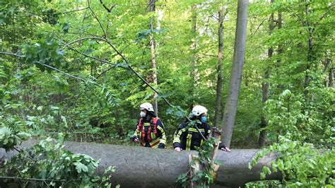 NRW Zwölf Meter hoher Baum stürzt auf Spaziergängerin in Bochum