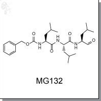 MG132 | Proteasome inhibitor - Cellagen Technology