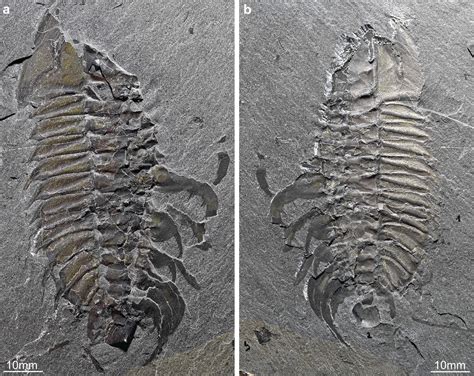 Clasper Appendages Discovered In Mid Cambrian Trilobite Show Horseshoe