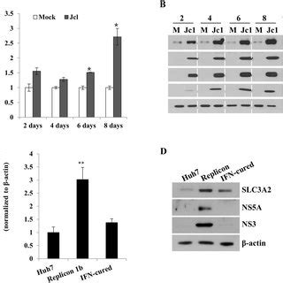 Slc A Lat Complex Is Upregulated By Hcv Infection A Huh Cells