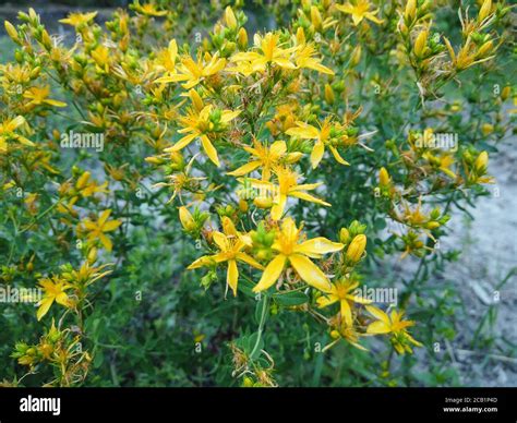 Hypericum Perforatum Conocido Como Hierba De San Juan N O