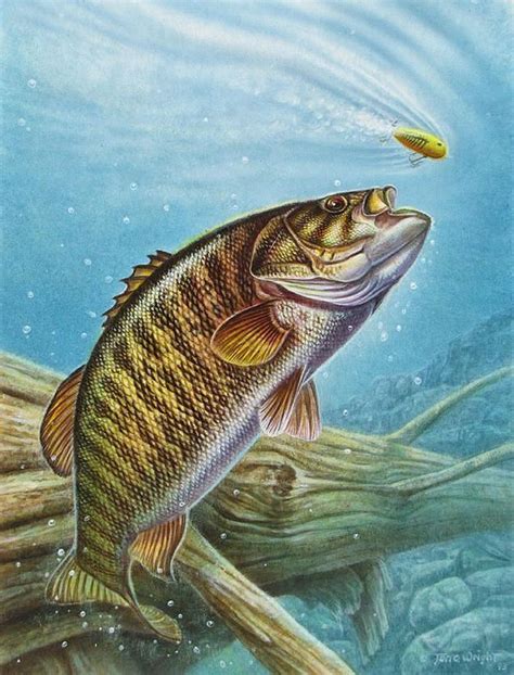 Smallmouth Bass By Jq Licensing Fish Fish Artwork Fish Art