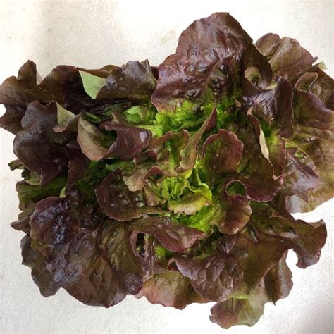 Head Lettuce – Borntrager Dairy