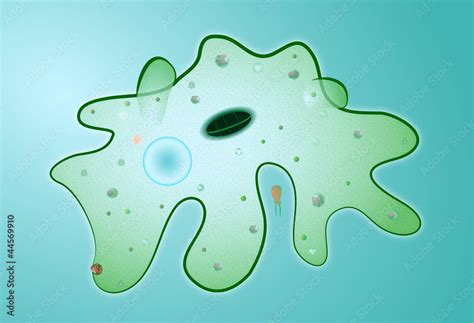 Vettoriale Stock Amoeba Proteus Microbes Adobe Stock