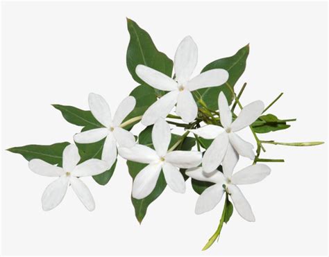 Jasmine Flower Drawing Ideas Best Flower Site