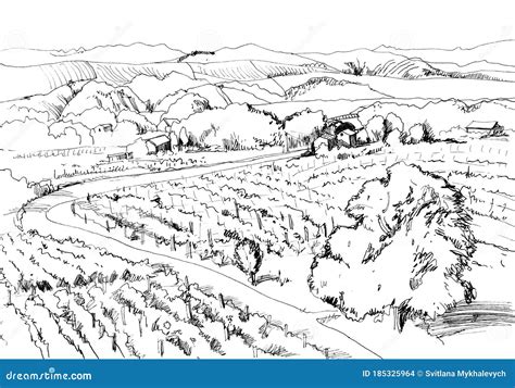 Hand Drawn Vineyard Landscape. Black and White Sketch. Stock ...