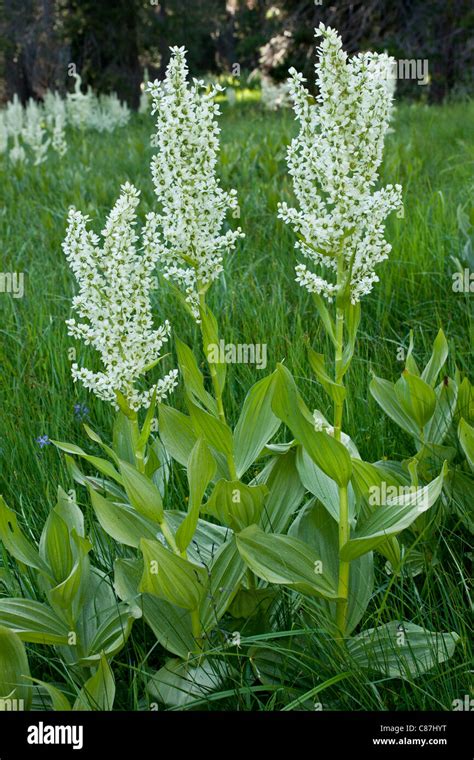 False Hellebore Hi Res Stock Photography And Images Alamy