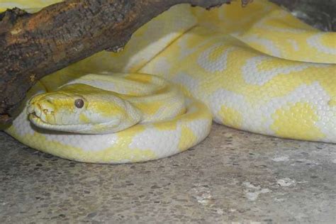 Discover 20 Yellow And White Snakes Worldwide List