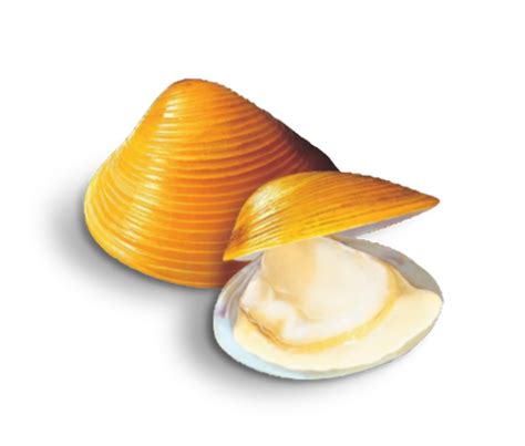 Super Golden Clam - Prife