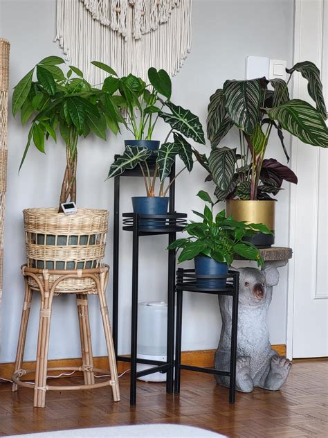 Small humidifier near plants in big room enough ? : r/plantclinic