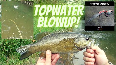 Epic Topwater Smash By A Creek Smallmouth October 2021 The Fly Guy