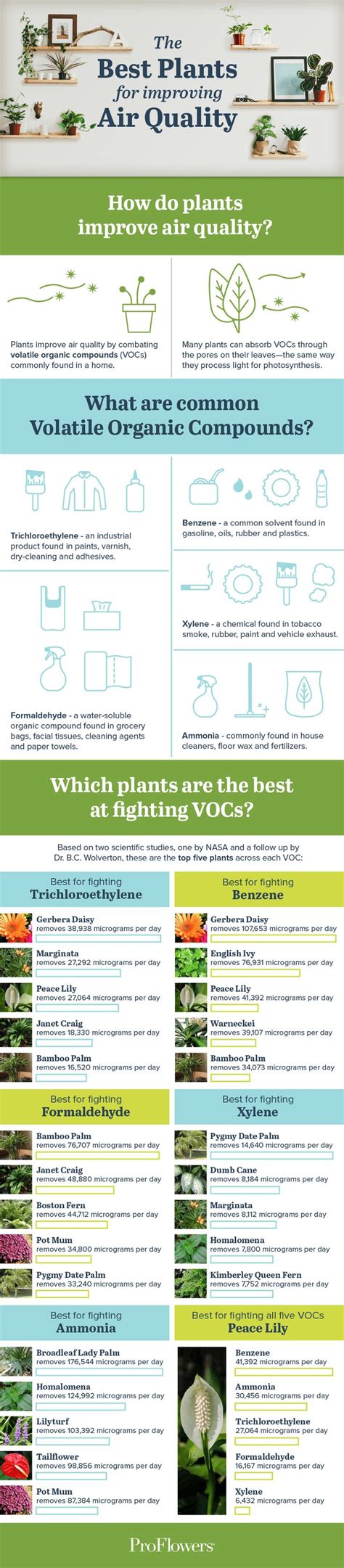 The Best Plants To Improve Indoor Air Quality Infographic Cool