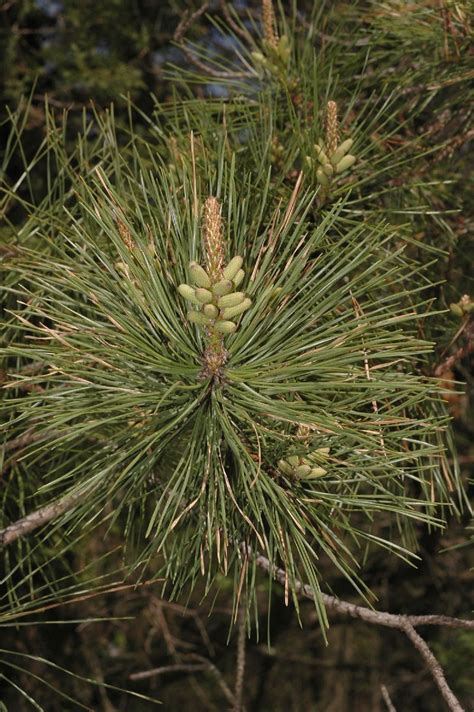 Pinus Rigida Pinaceae Image 177237 At PhytoImages Siu Edu