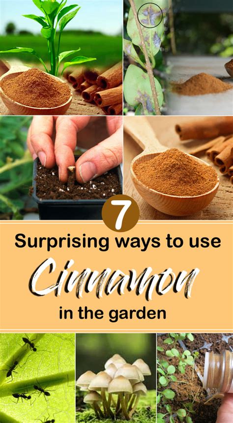 7 Surprising Ways To Use Cinnamon In The Garden