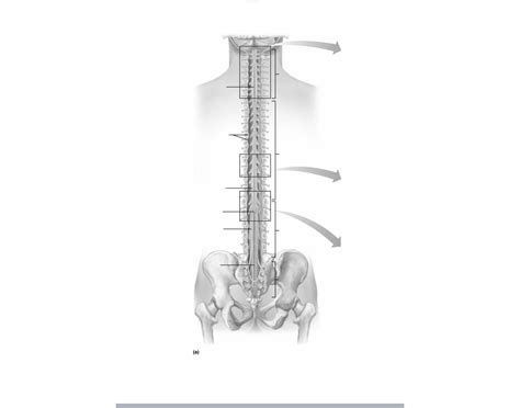Dorsal view of spinal cord Quiz 