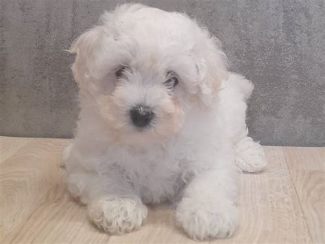 Magnifiques chiots Bichons Frisés à vendre Petite Annonce chien